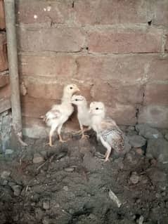 Mianwali chicks for sale