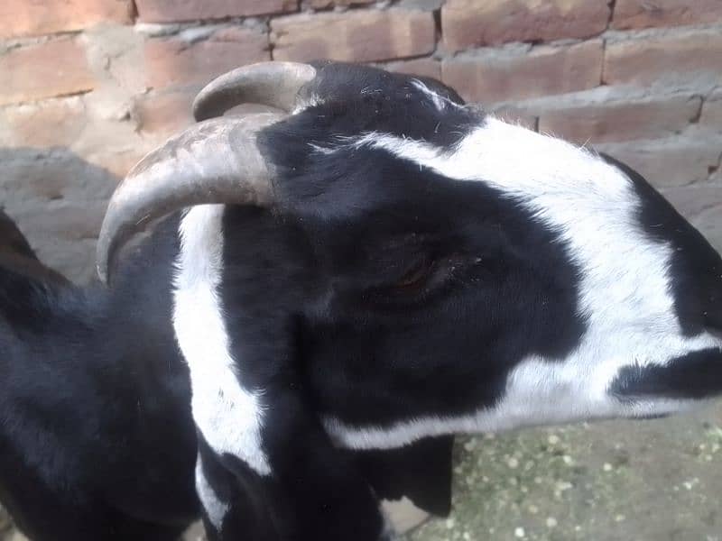 Bakri 2