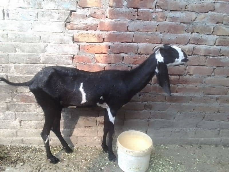 Bakri 3