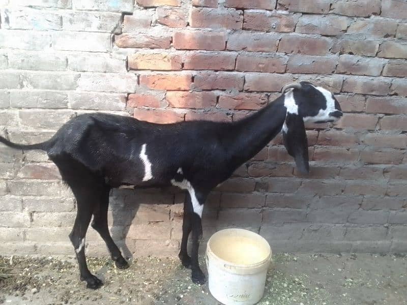 Bakri 5