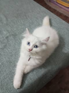 Persian Kittens For Sale