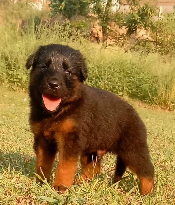 German Shepherd Dog | German Shepherd Long Coat Puppy For Sale 0