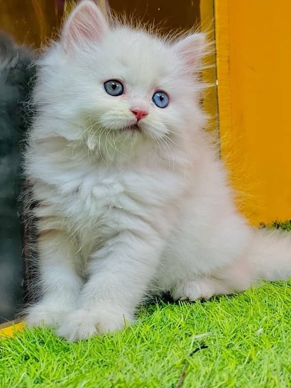 Pure fashion persian kitten