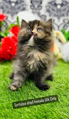 Persian female kittens available now