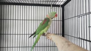 raw parrot 0