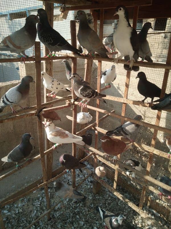 pigeons for sell 0