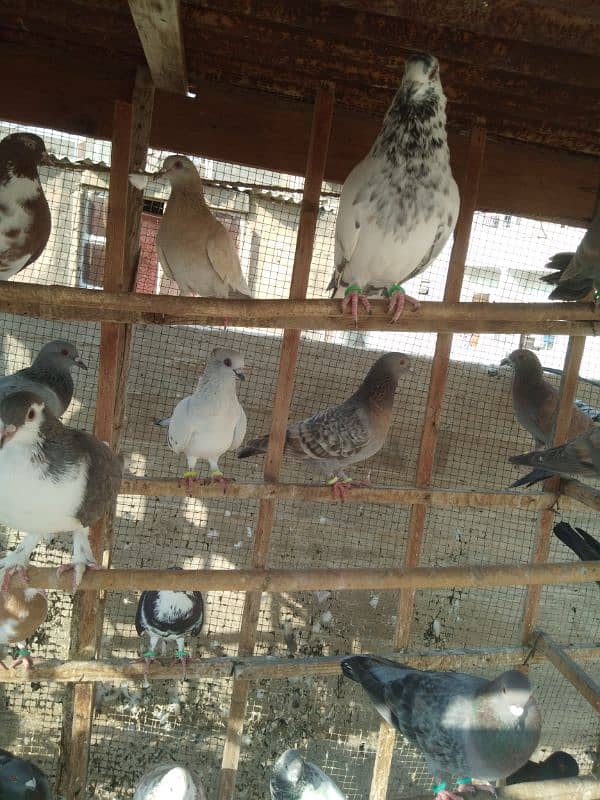 pigeons for sell 1