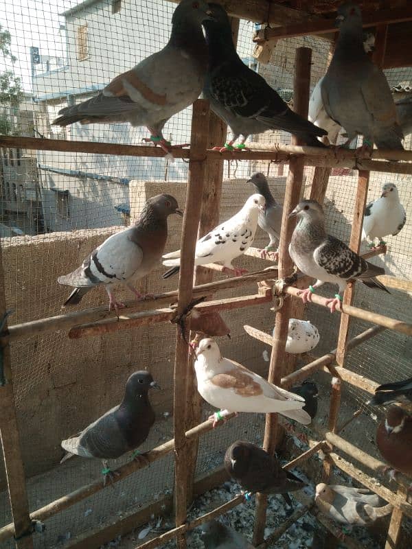 pigeons for sell 3