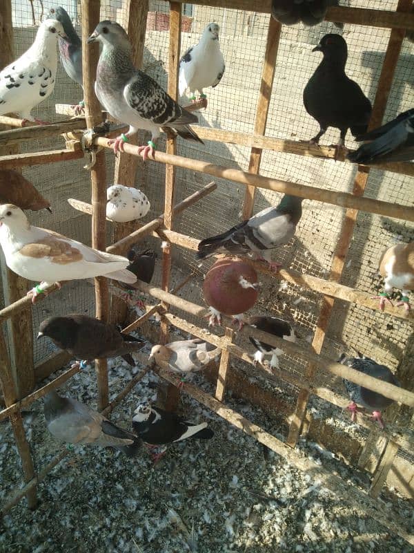 pigeons for sell 4