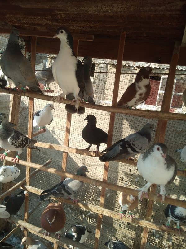 pigeons for sell 5