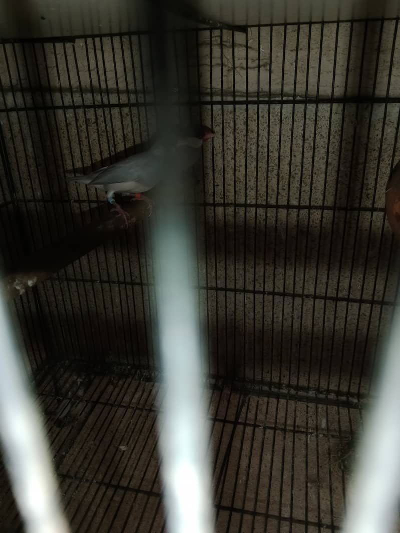 Silver Java with Chiks for sale 4