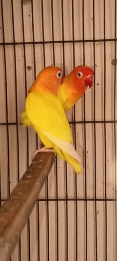 LOVE BIRD BREEDER PAIR READY TO BREED