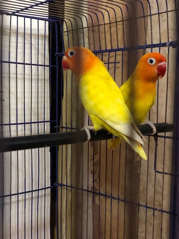 LOVE BIRD BREEDER PAIR READY TO BREED 1