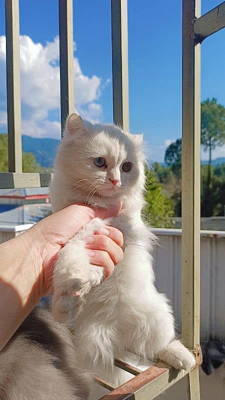 Persian Female Kitten 4