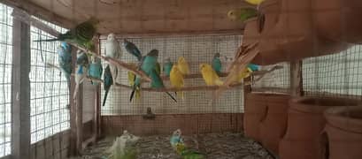 Budgies, cages, cocktail, Love bird, Thai murge