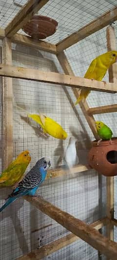 Australian Parrot Budgie Bajri Cage Pinjra Parrots Pair Red Eye