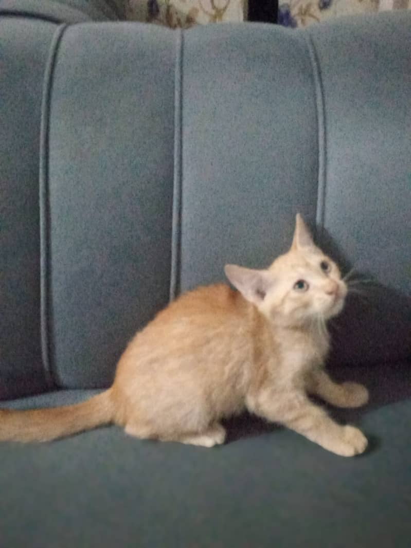 persian cross cat for sale only in 1500 1