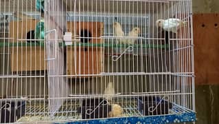 cage for sale 0