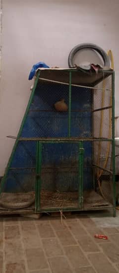 hens and parrots cage