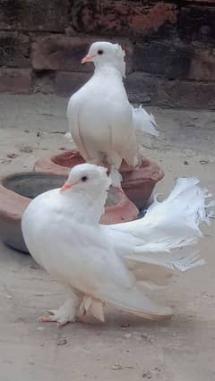 Indian Fantail pigeon breeder pair for sale