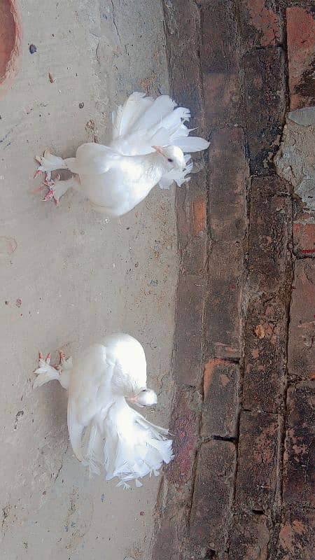 Indian Fantail pigeon breeder pair for sale 2