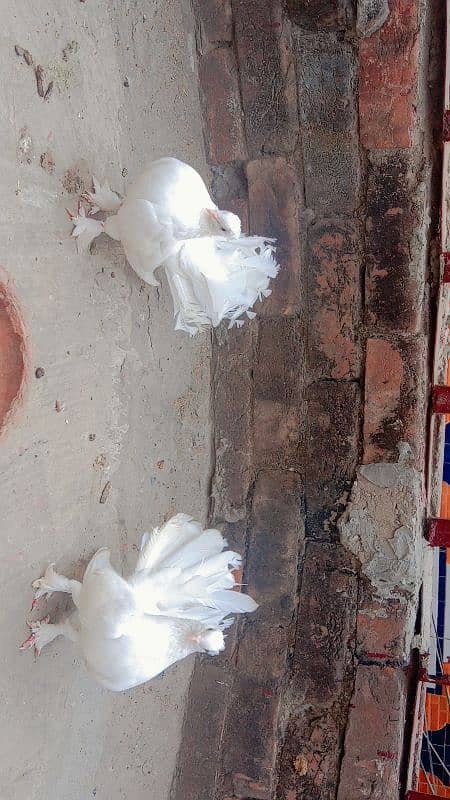 Indian Fantail pigeon breeder pair for sale 4