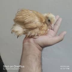 Golden buff chicks Pair for sale  Healthy and Active Exchange possible 0