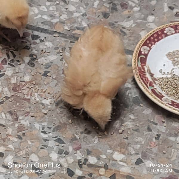 Golden buff chicks Pair for sale  Healthy and Active Exchange possible 1