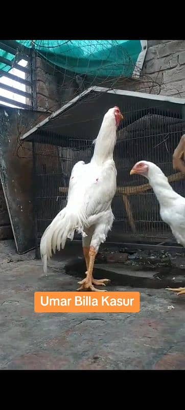 Shamo chiks for sale 0