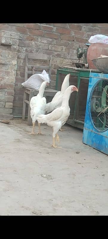 Shamo chiks for sale 2