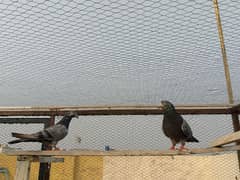 pigeons pair for sale garented breeder pair 03436602707 0