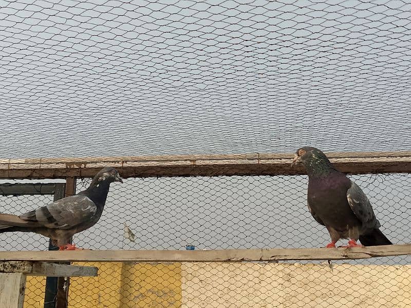 pigeons pair for sale garented breeder pair 03436602707 1