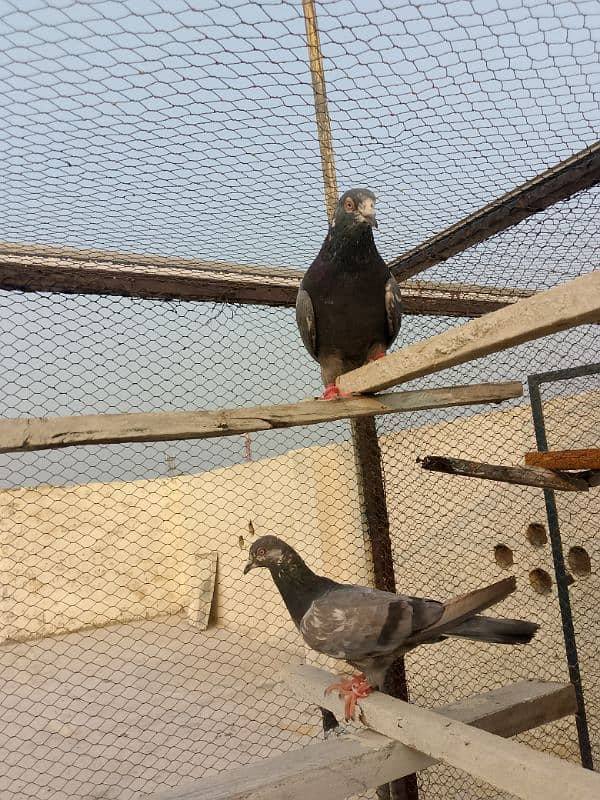 pigeons pair for sale garented breeder pair 03436602707 2