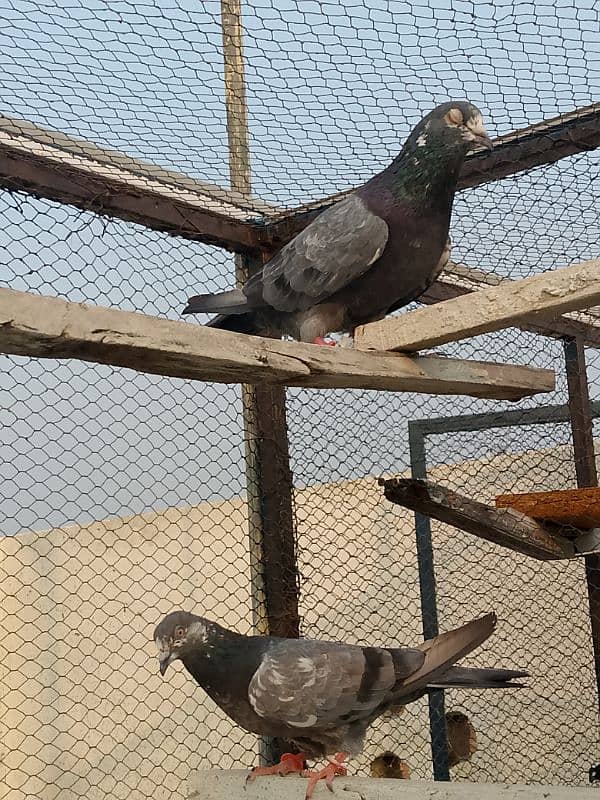 pigeons pair for sale garented breeder pair 03436602707 3