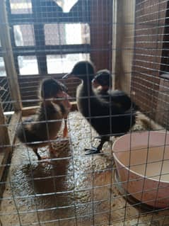 4 ducklings with cage black and yellow