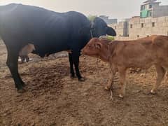 frezean cross cow 12 kg/ day urgent sale