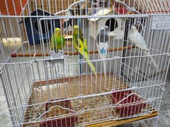 Australian Parrots + Cage