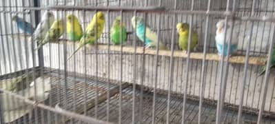 breeding budgies for sale