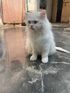 Persian cat for sale