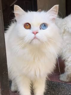 white Persian Female cat double coat