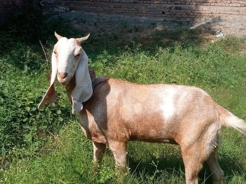 Desi Bakri 0