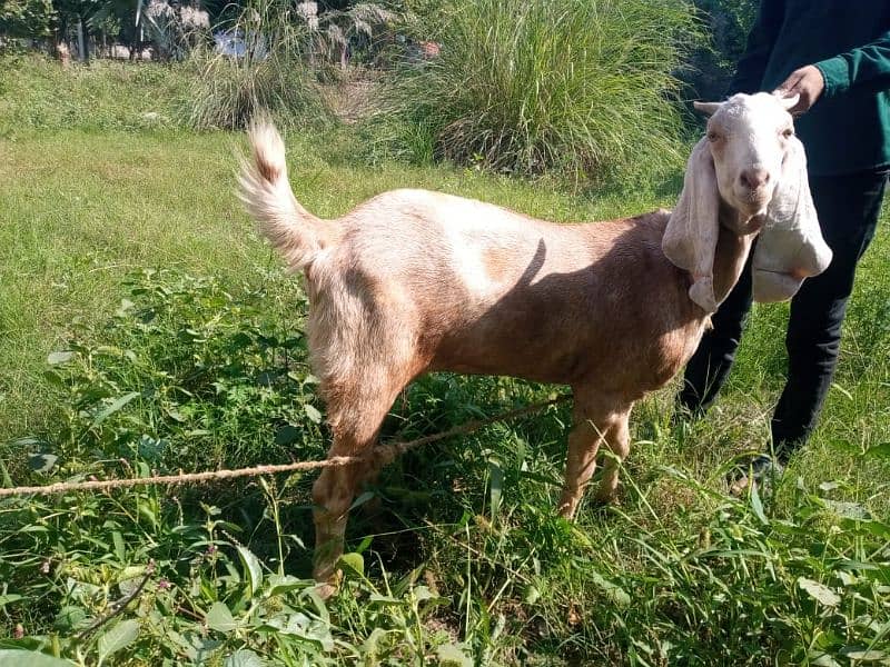 Desi Bakri 1