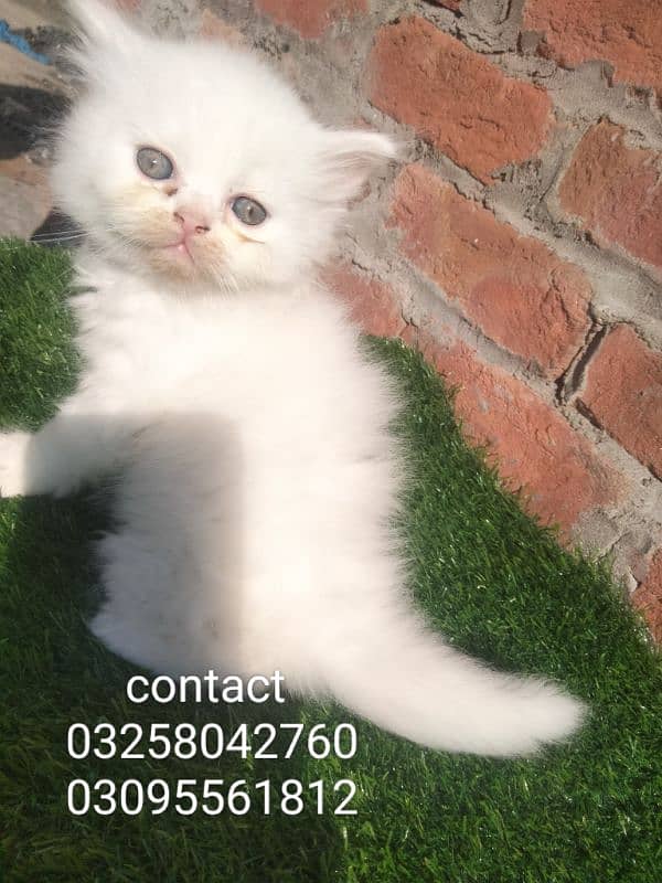 Extreme punch face kitten available for sale 0