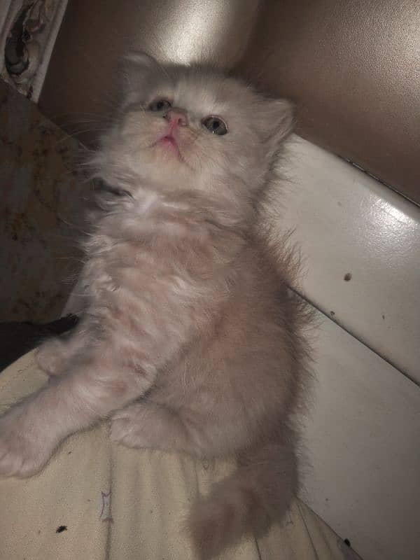 Extreme punch face kitten available for sale 2