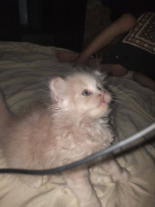 Extreme punch face kitten available for sale 5