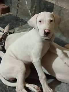 Urgent Sale Pink Nose wattsapp no 03164915674