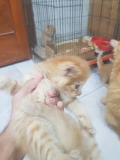 4 persian kitten triple coat urgent sale