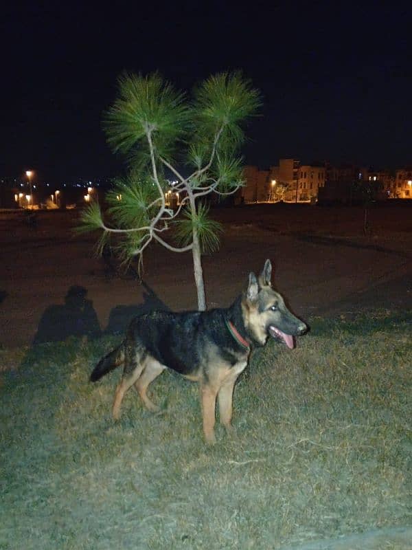 German shepherd codd 2 0