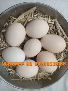 fresh desi eggs