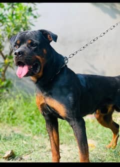 pedigree rottweiler dog